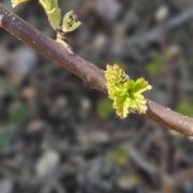 Johannisbeer 2026-03-19 13.56.